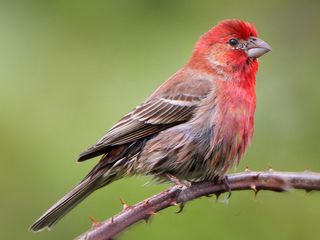 House Finch