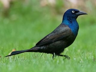 Common Grackle