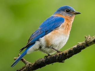 Eastern Bluebird